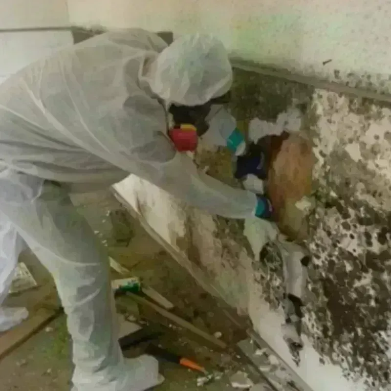 Mold Remediation and Removal in Browns Mills, NJ